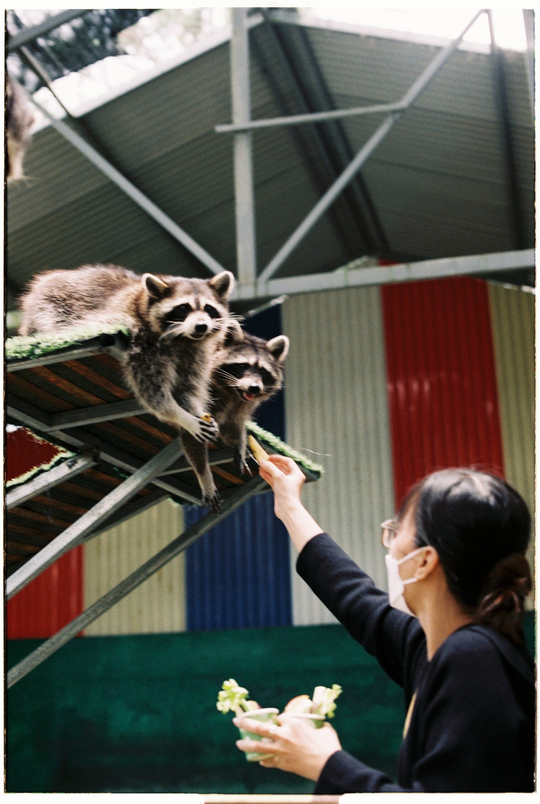 Woman handing food to two racoons