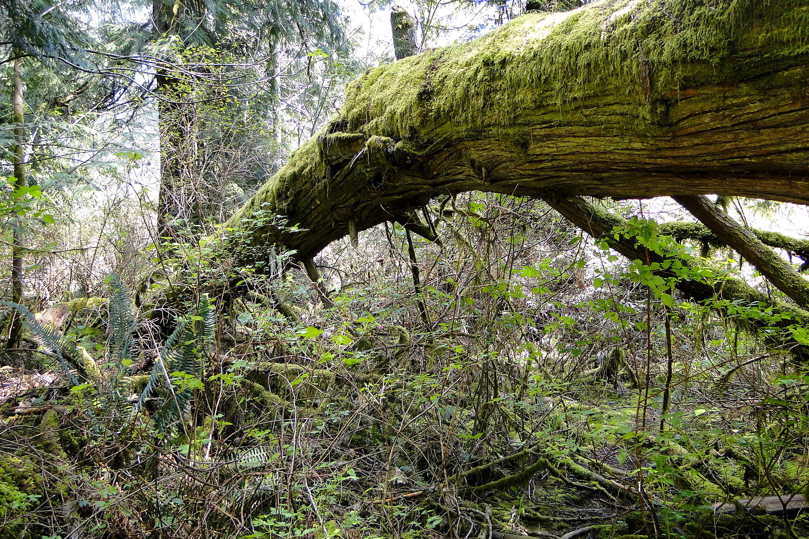 This is a photo of an old growth tree in a BC provincial park.