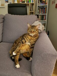 A brown and orange striped cat lying in a gray couch