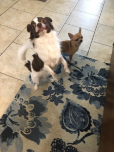A photo of two dogs, apparent Chihuaha race, one standing on their hind legs, the other one on all fours. Both are looking towards the camera.