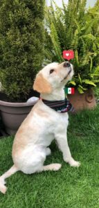 A photo of a white dog standing on grass