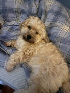A beige dog lying in what appears to be a bed staring into the camera