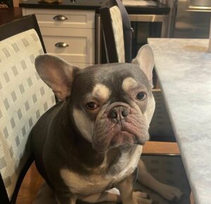 A brown dog sitting on a chair