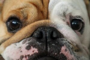 A close-up photo of a dog's face.