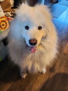 A photo of a white dog, staring directly into the camera with their tongue sticking out