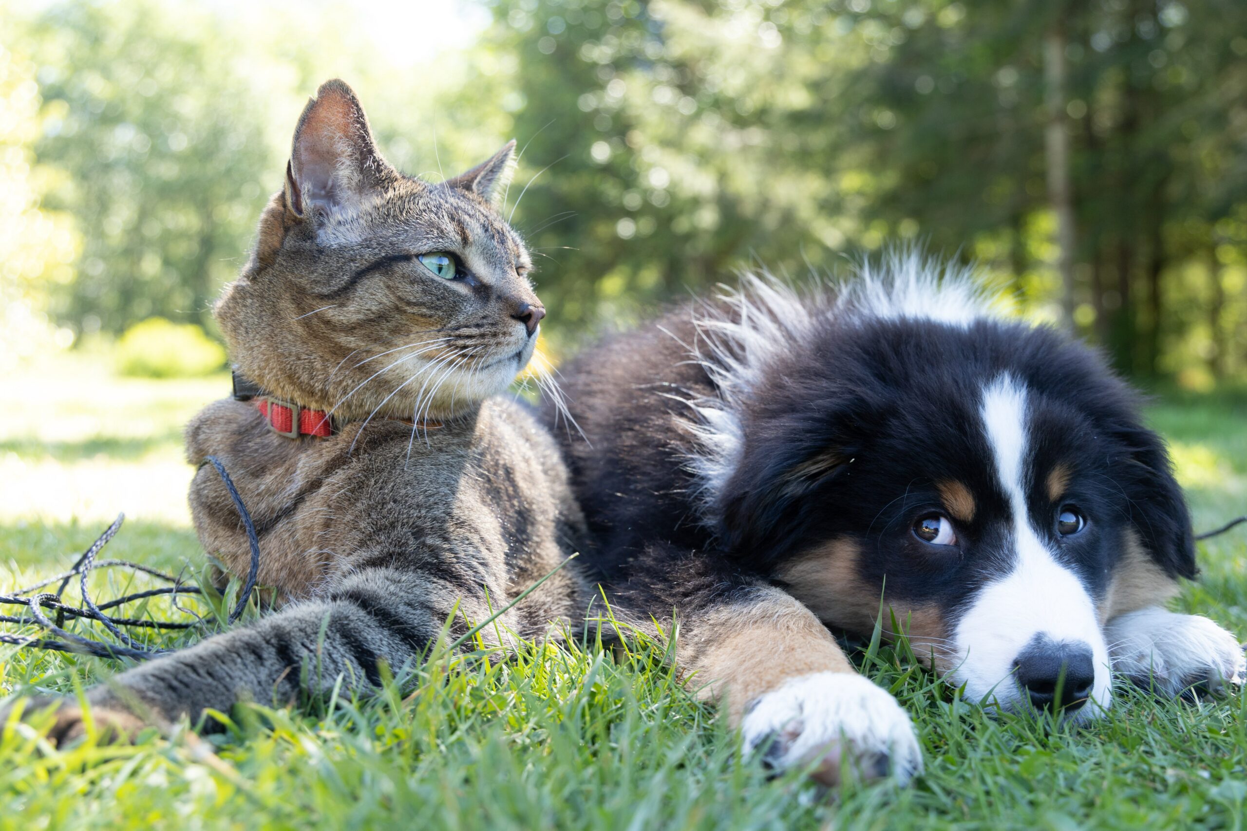 A dog with a black, white, and brown fur pattern lay in the grass alongside a grey cat with black stripes, in the background a forest.