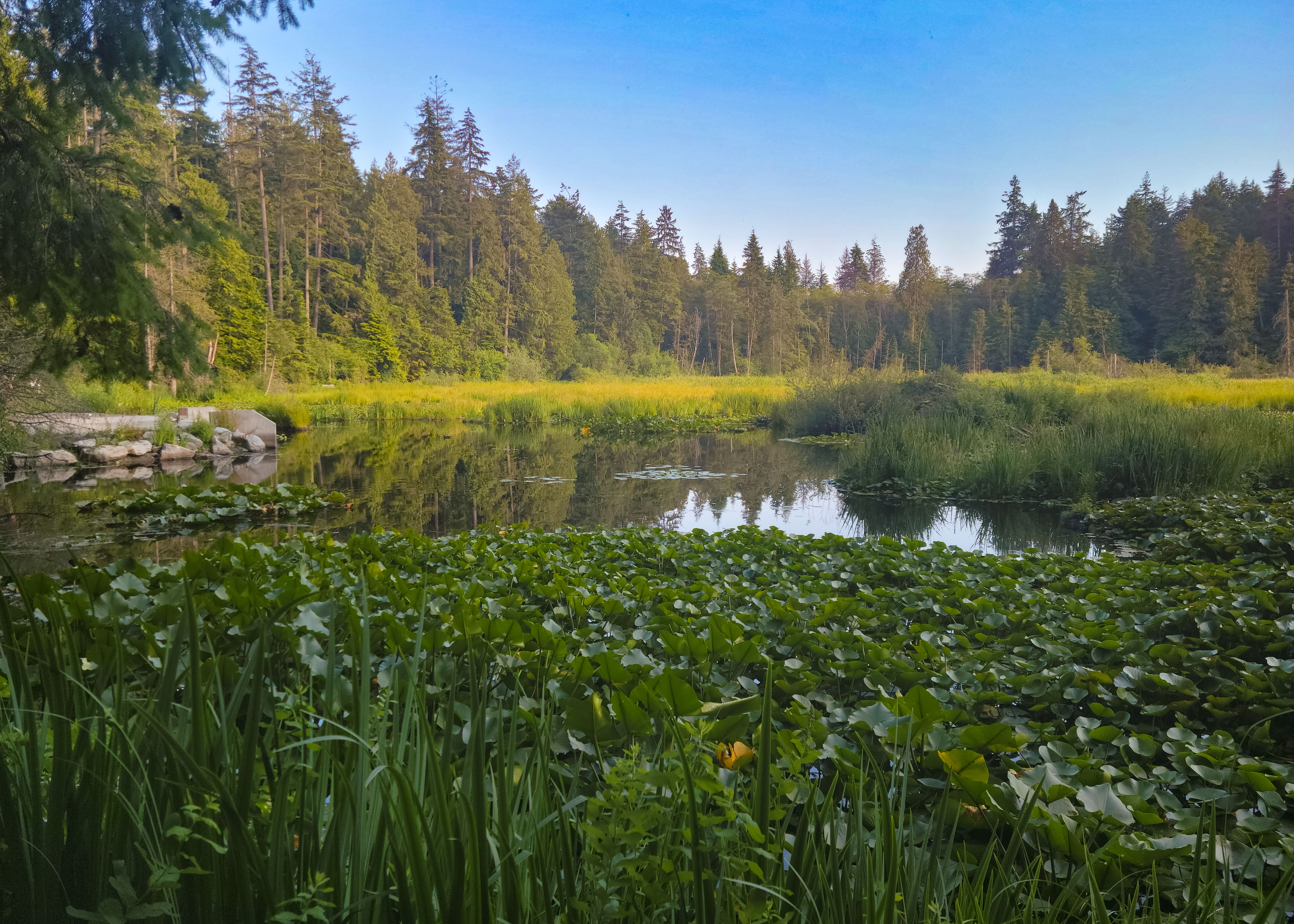 A tranquil scene overlooking a pond covered in a patch of lily pads, surrounded by tall pin trees on a bright, sunny day.