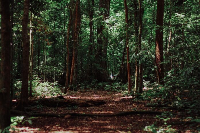 a deep green forest with a dirt path in the middle