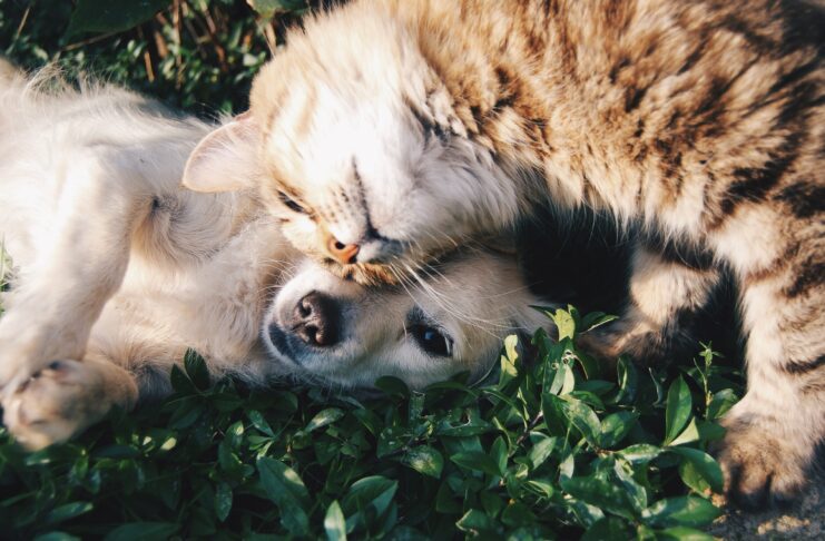 A photo of a cat lining into a dog, both look very young.