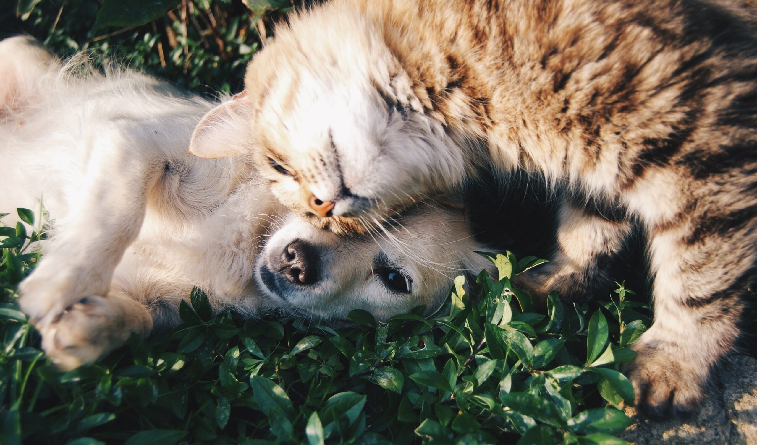 A photo of a cat lining into a dog, both look very young.