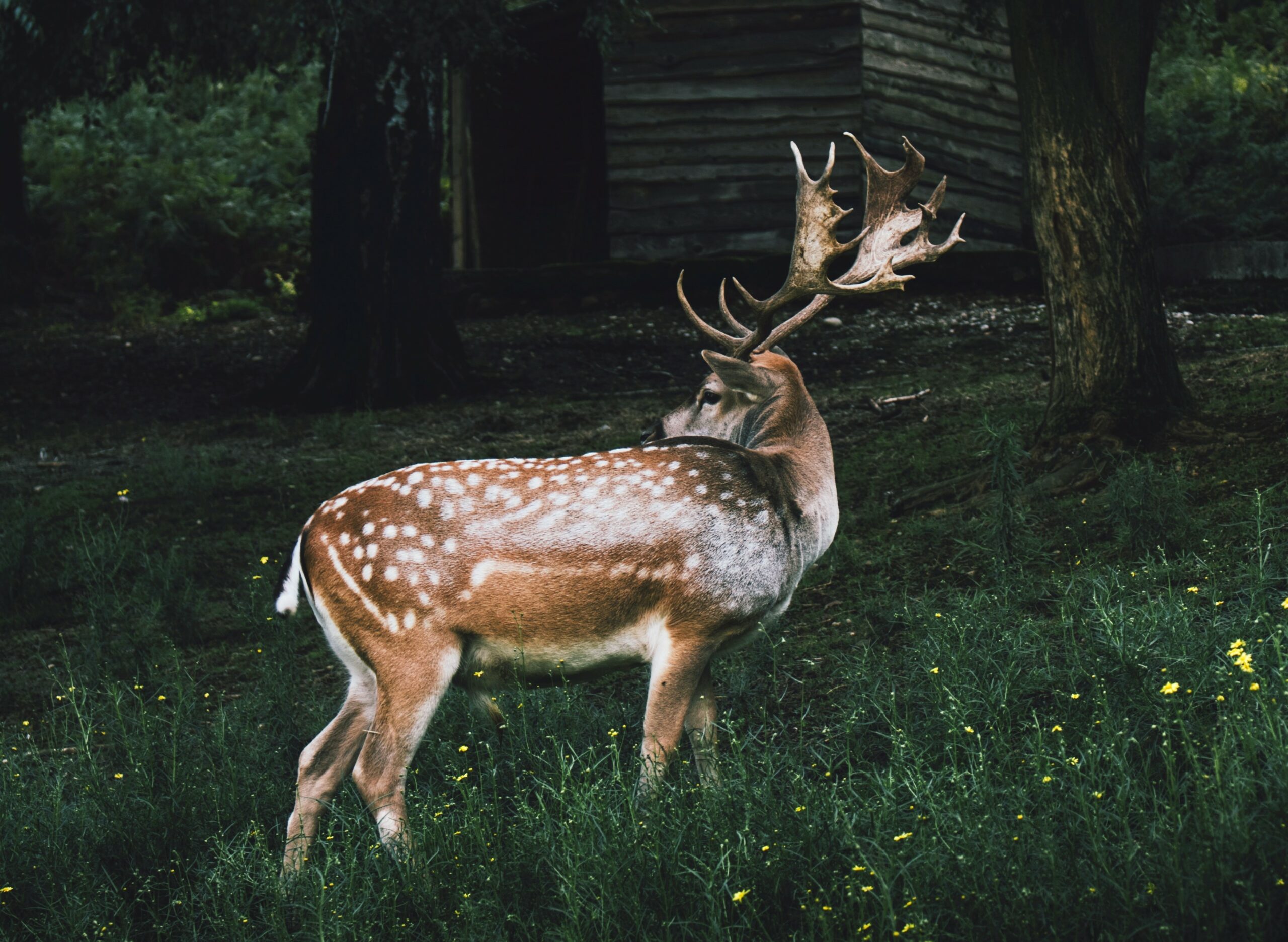 A deer in a forest