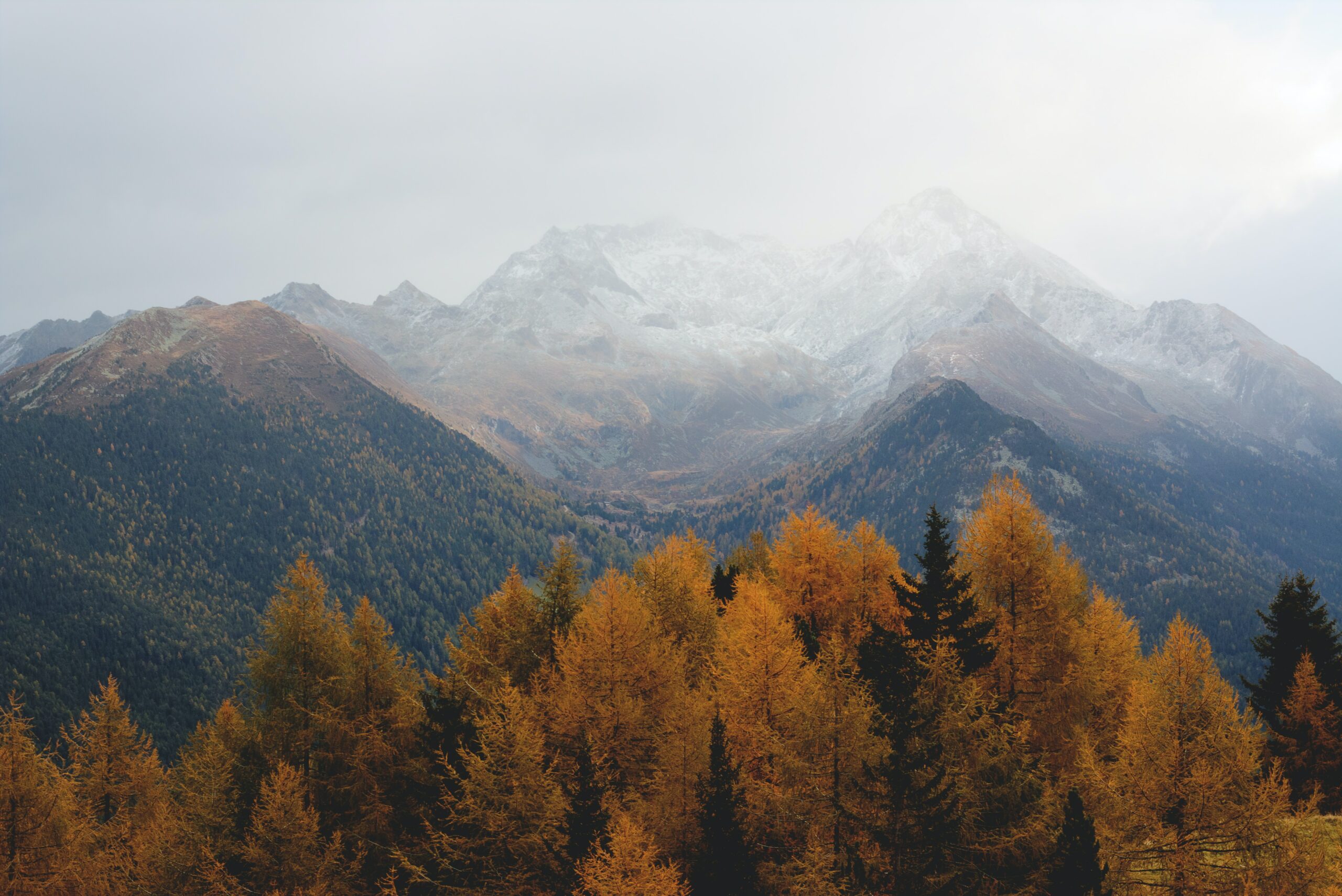 A forest with yellow and orange leaves