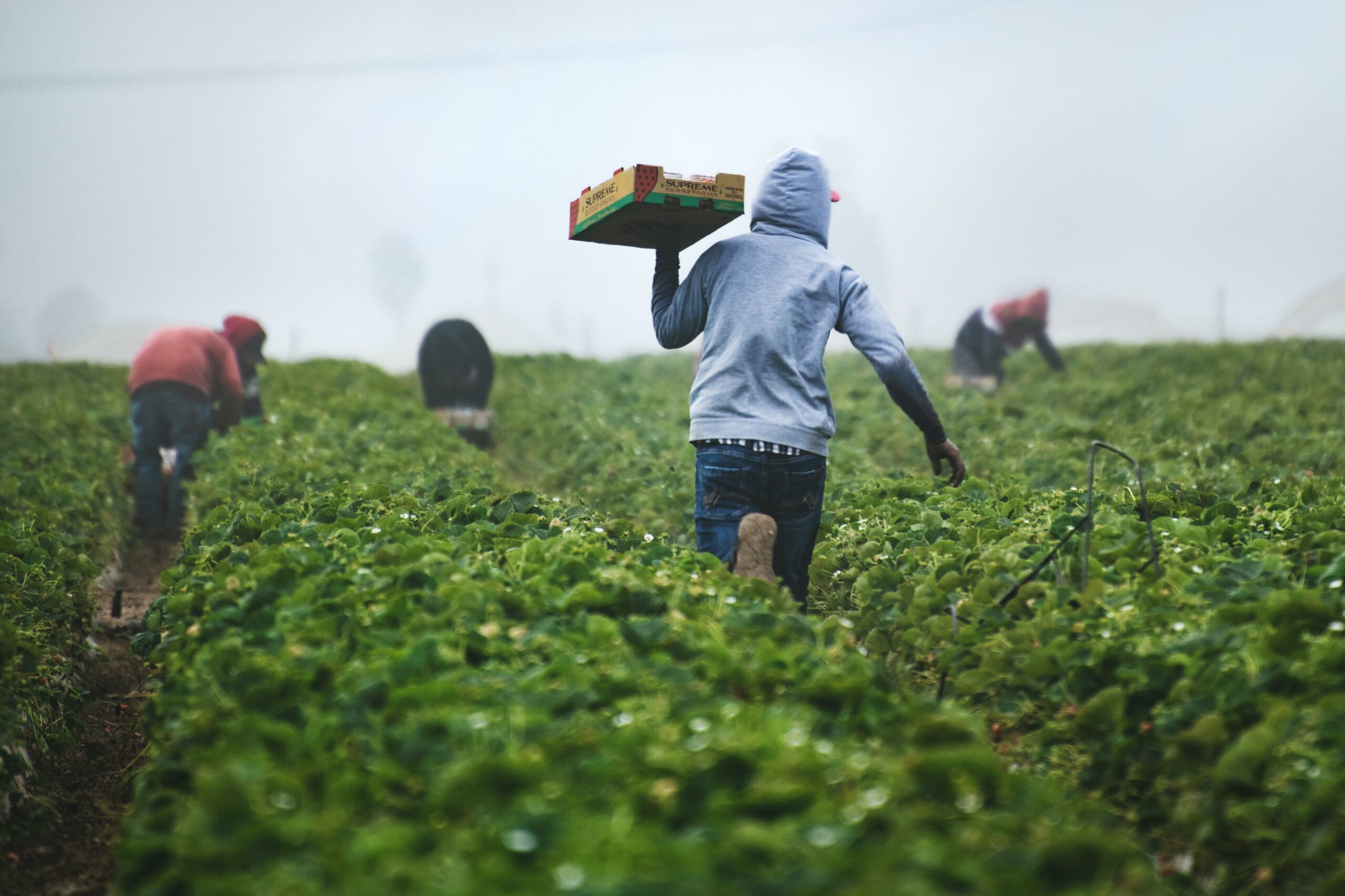 This is an image of a worker in a field of vegetables. They are carrying a box over their shoulder filled with the goods they have gathered, as they walk away from the camera. There are other workers in the distance who are also gathering vegetables.