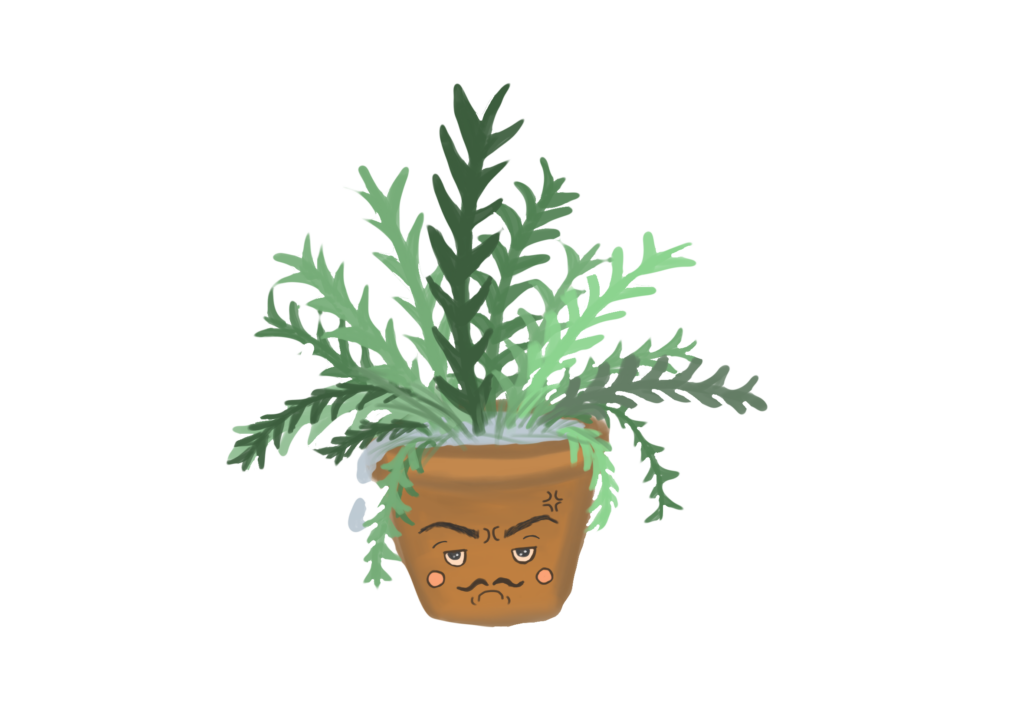 A fern in a pot. The pot has a grumpy face on it with a mustache indicating that the fern is unhappy.