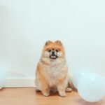 Pomeranians, performances, and properties, oh my! Brown Pomeranian sitting in front of a white wall next to three white balloons.