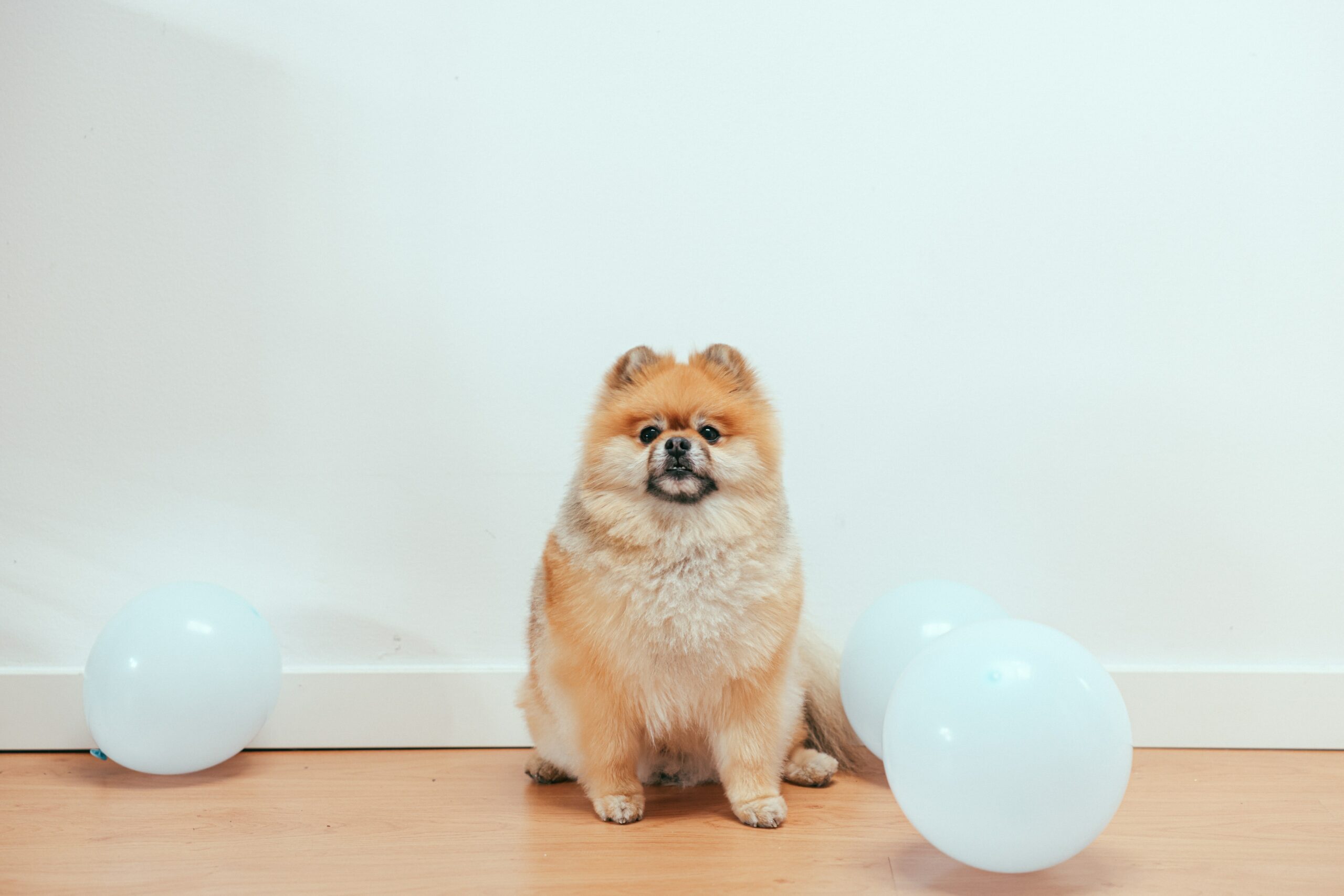 Brown Pomeranian sitting in front of a white wall next to three white balloons.