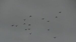 A grainy photo of a gray sky with a group of crows flying.