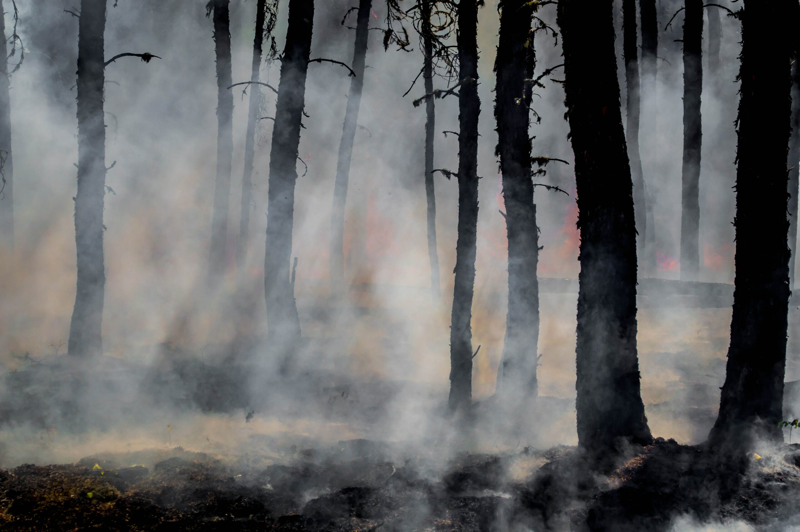 A smokey forest, after a fire