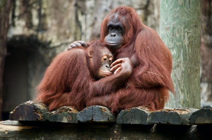 This is a photo of two orangutans. One baby orangutan is sitting close to its supposed parent.