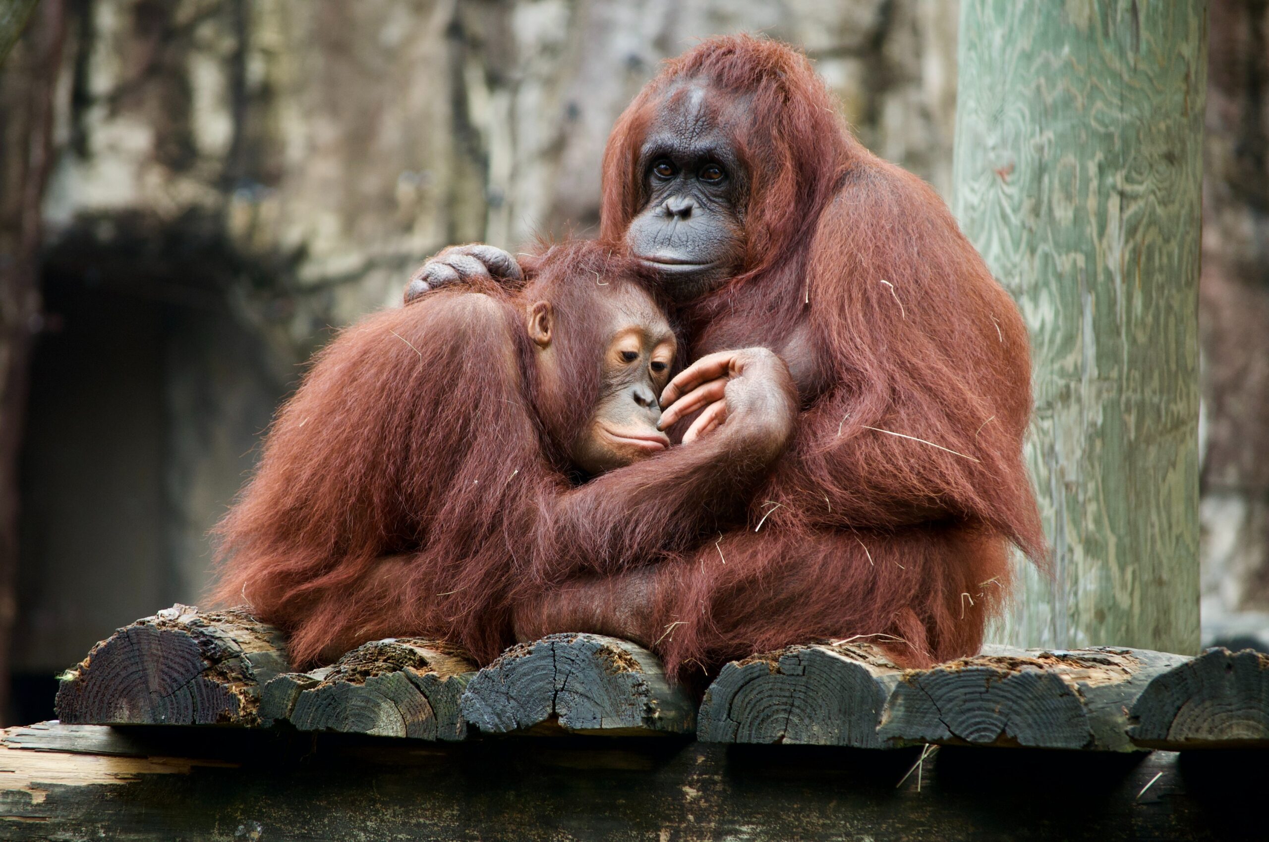 This is a photo of two orangutans. One baby orangutan is sitting close to its supposed parent.