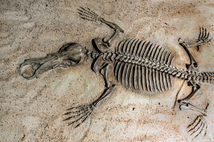 This is a photo of a fossilized animal in the ground. Its bones are lying in perfect formation. The animal appears to be prehistoric.