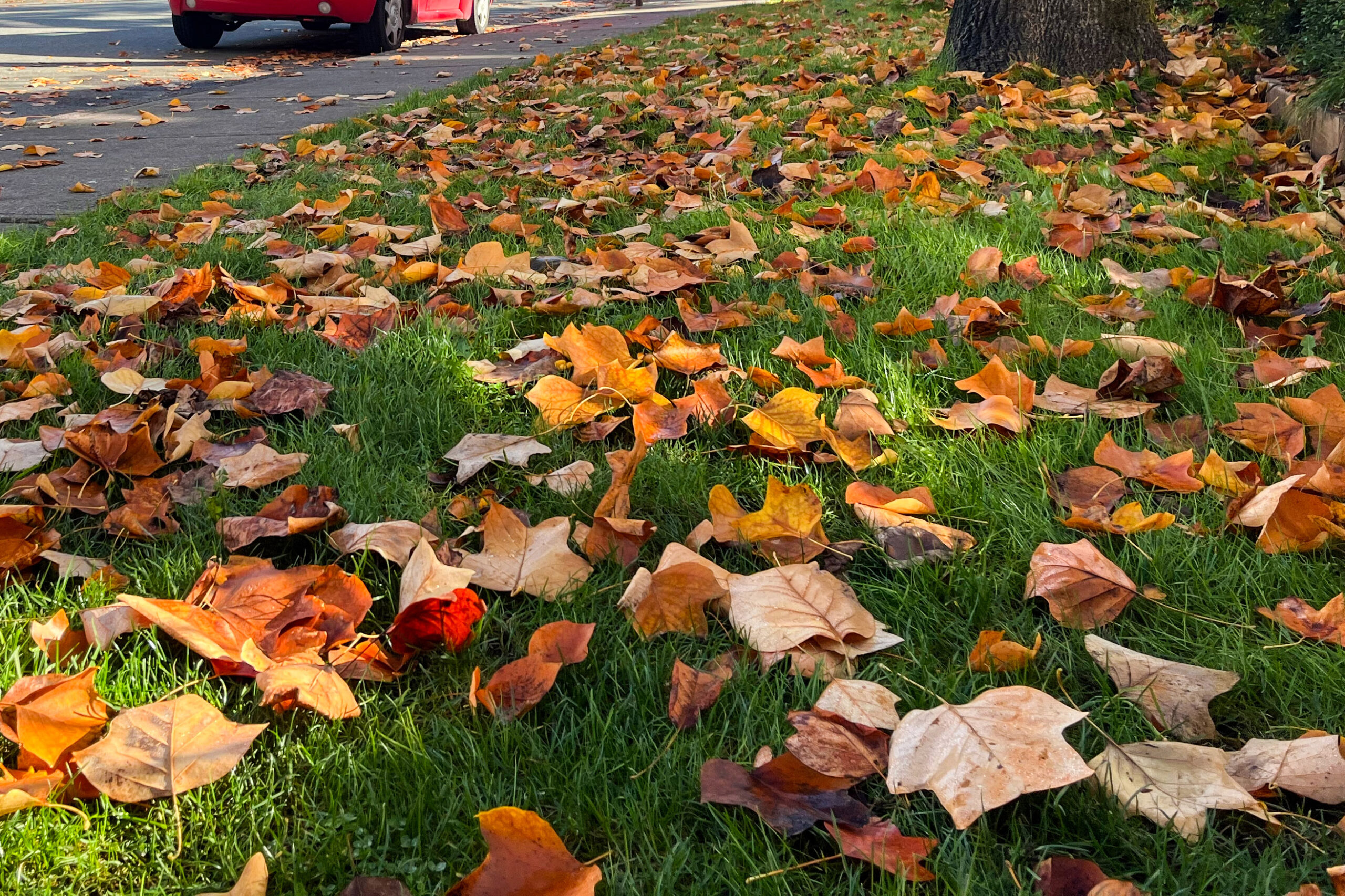 Autumn leaves on the ground