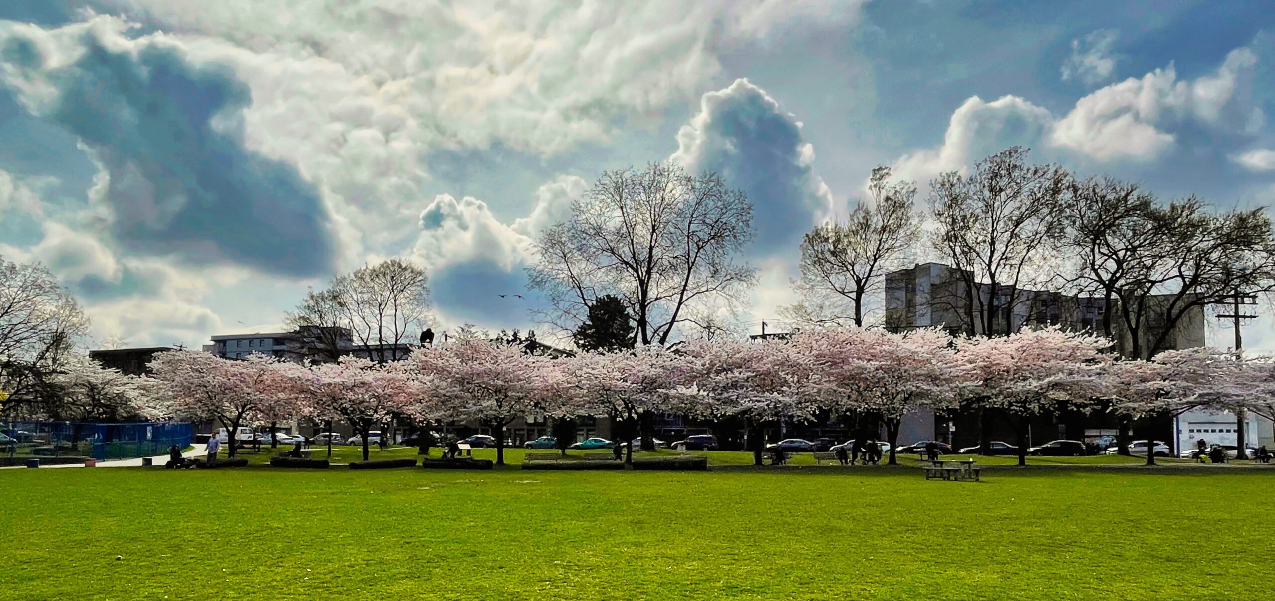 This is a photo of Oppenheimer park in march. The Cherry Blossom Trees are blooming, and there are pink flower petals sprinkling the area.