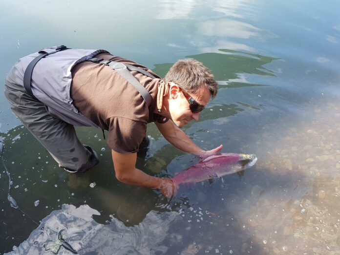 MP_sockeye_2017 This is a photo of Michael Price, standing in a river. He is bent over with his hands in the river, holding a spawning salmon.