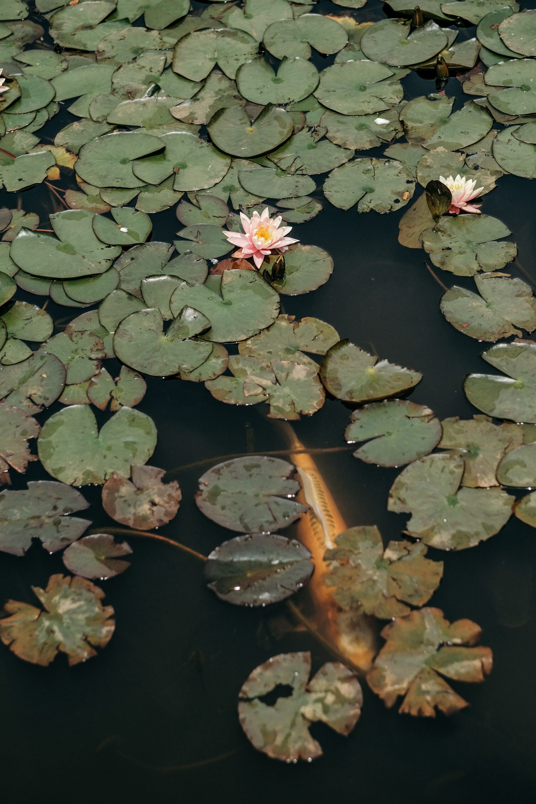 green lillies in a pond