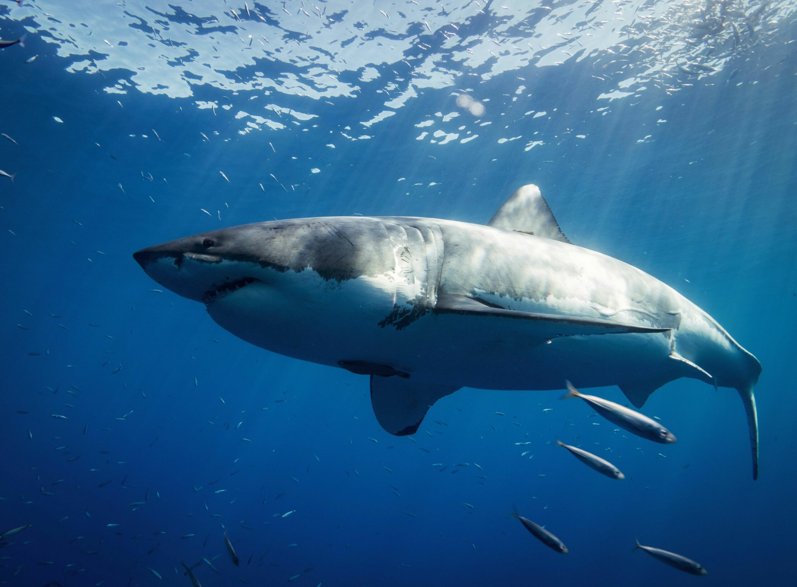 This is a photo of a Shark in the ocean.