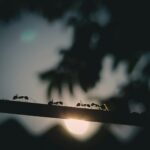 The nice weather is back and so is Peakie Ants walking on a stick in front of a sunset.
