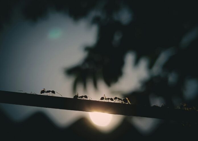 Ants walking on a stick in front of a sunset.