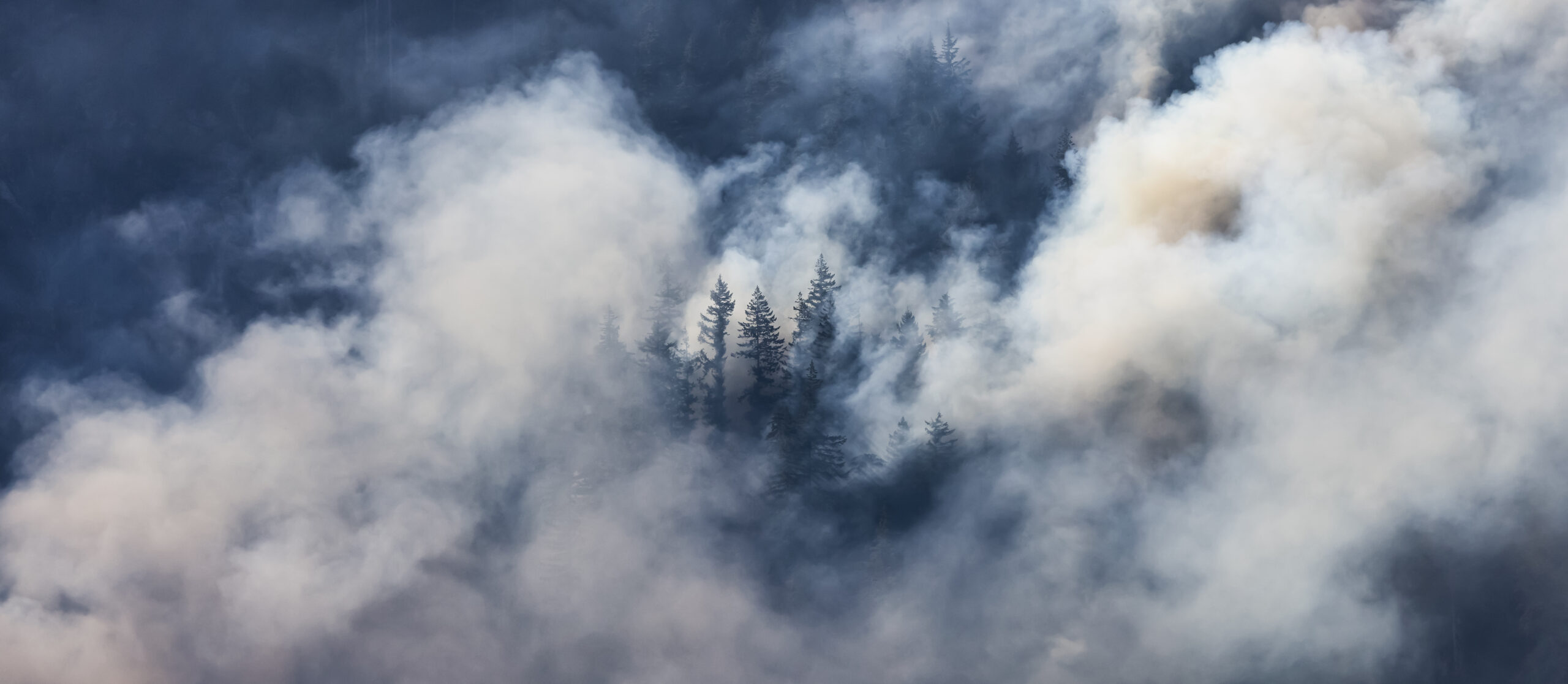 a birds’ eye view of of a forest shrouded by wildfire smoke