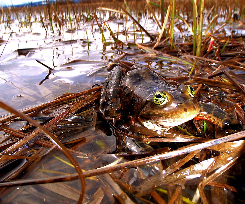 a close-up image of an Oregon spotted frog in marshland