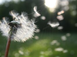 Dandelion seeds flying in the wind.