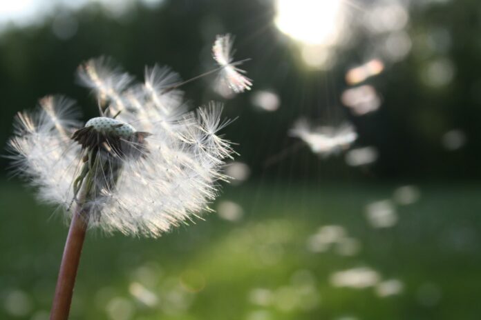 Dandelion seeds flying in the wind.