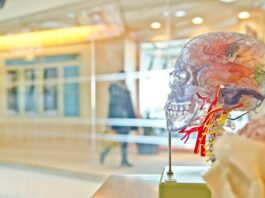 This is a photo of a science anatomical model of a human brain.