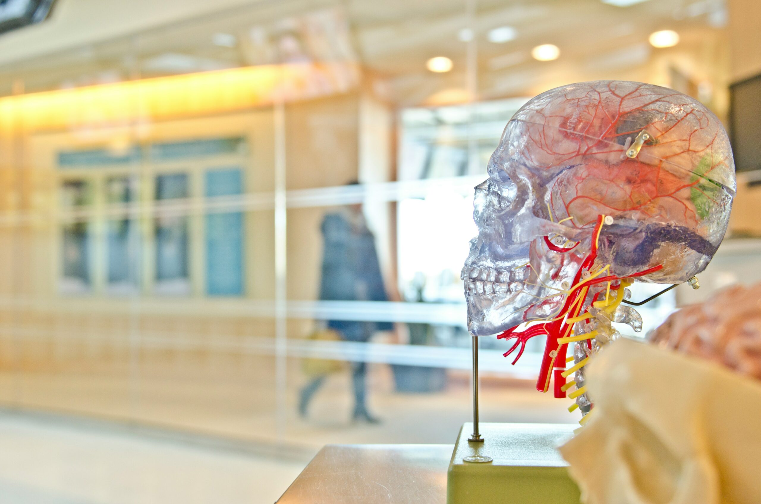 This is a photo of a science anatomical model of a human brain.