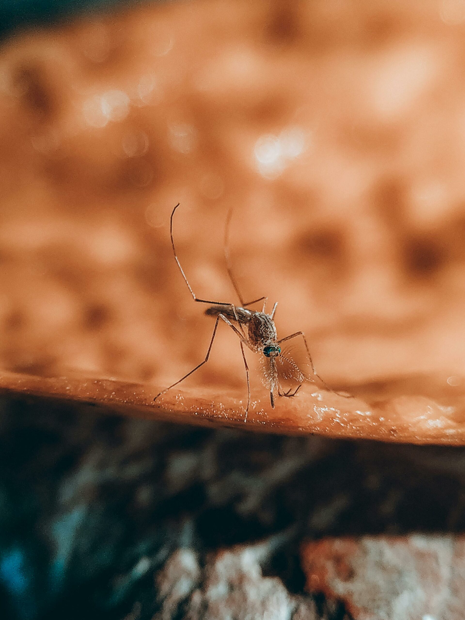 A mosquito with its hind legs up