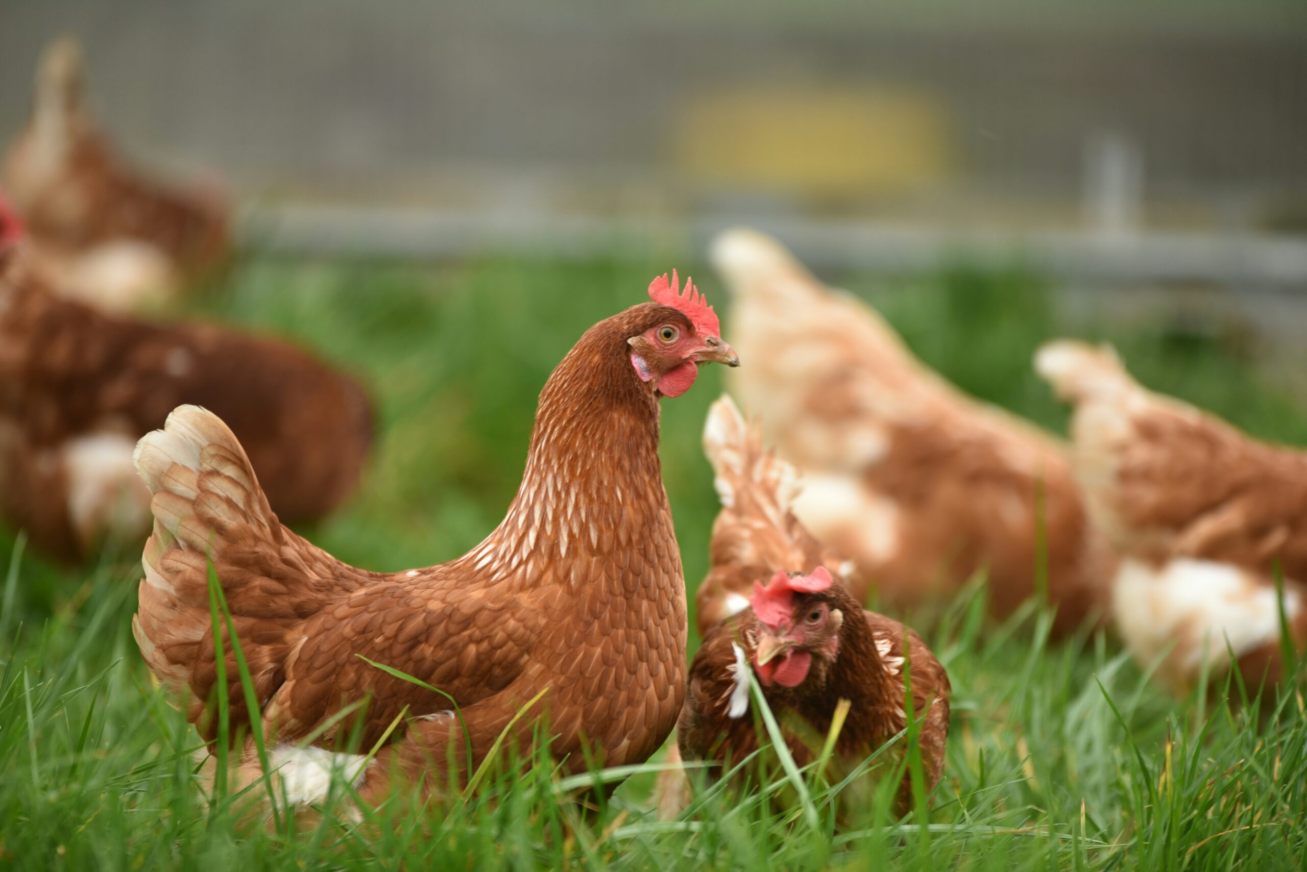 A brown hen standing on grass.