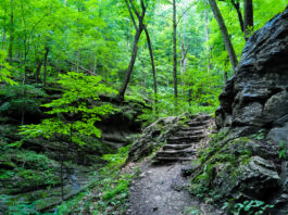 A hiking trail beside large boulders in a dense forest.