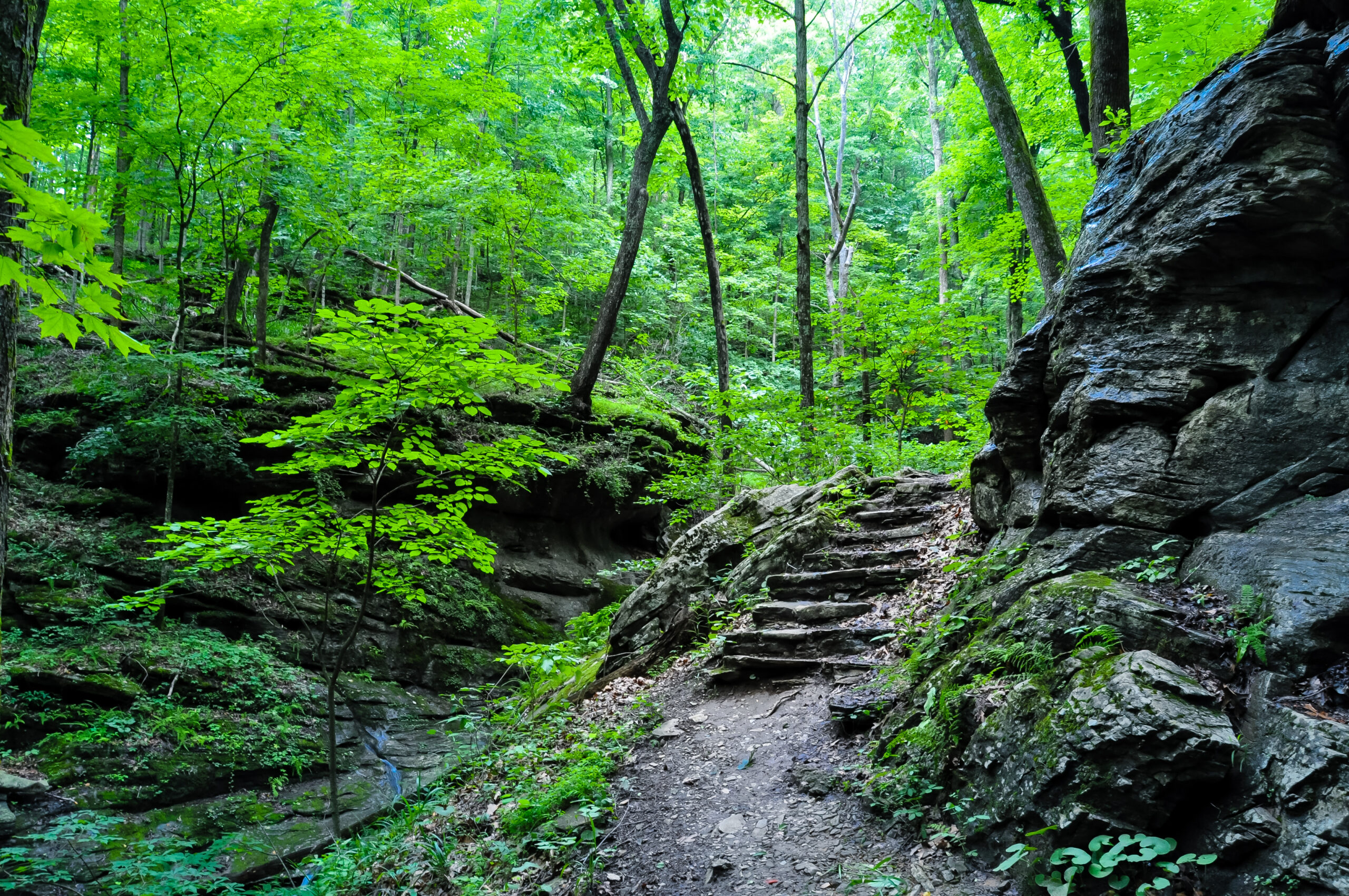 A hiking trail beside large boulders in a dense forest.