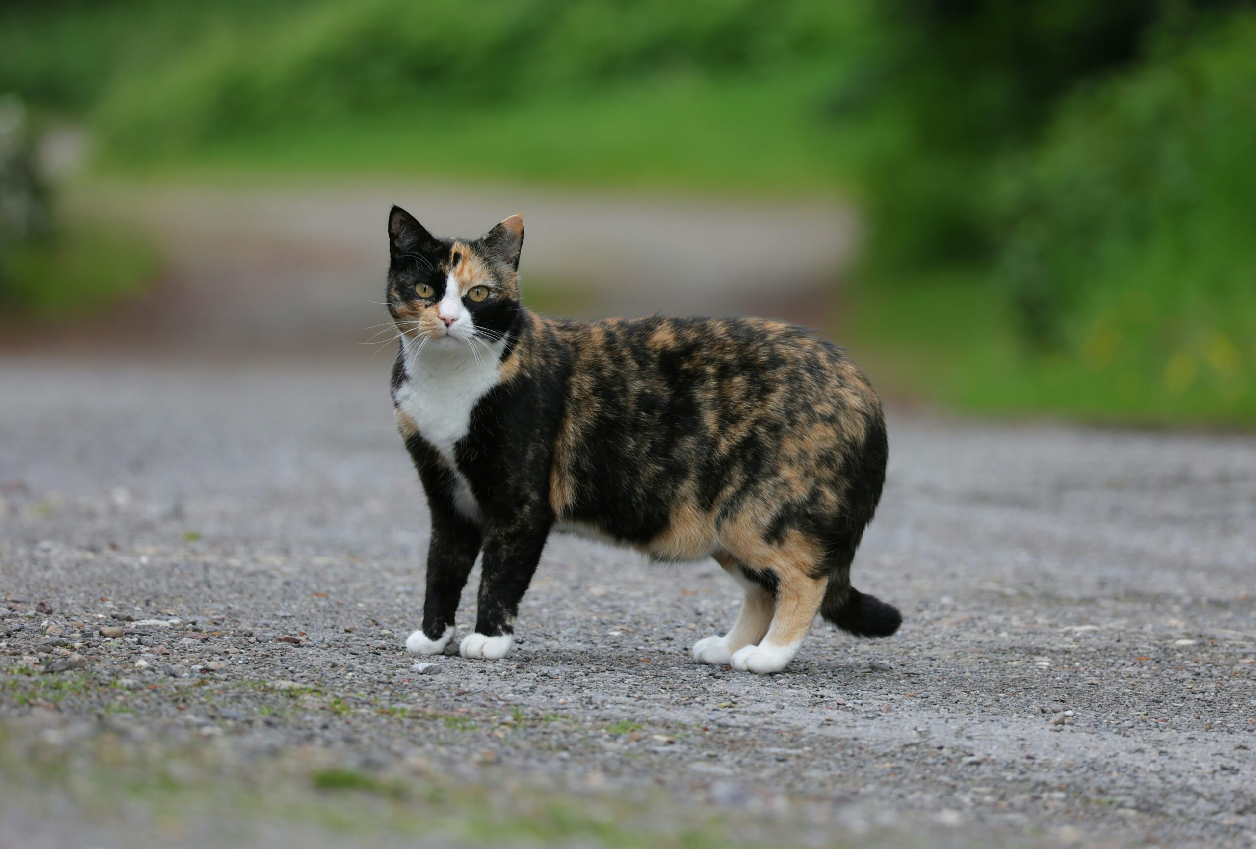 An outdoor cat