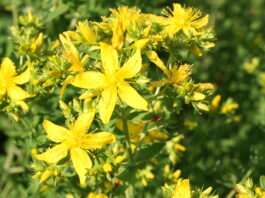 St. John’s wort plant in bloom.