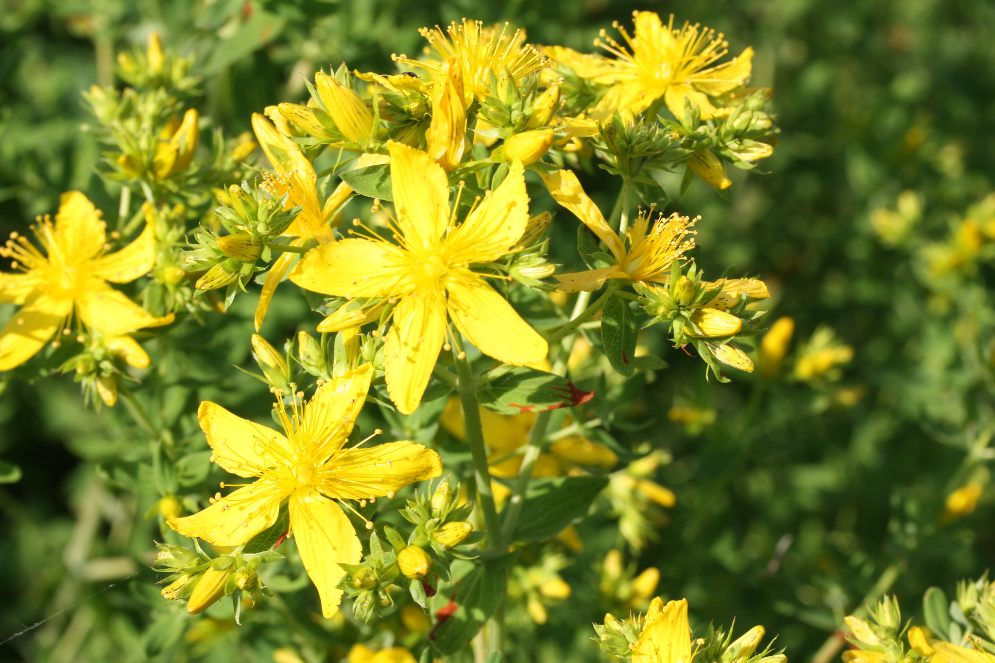 St. John’s wort plant in bloom.