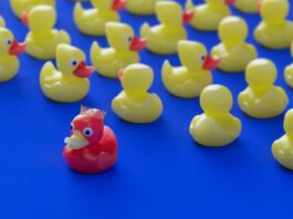 Many yellow plastic ducks on a blue background. There is a red plastic duck wearing a crown standing out in front of the others.