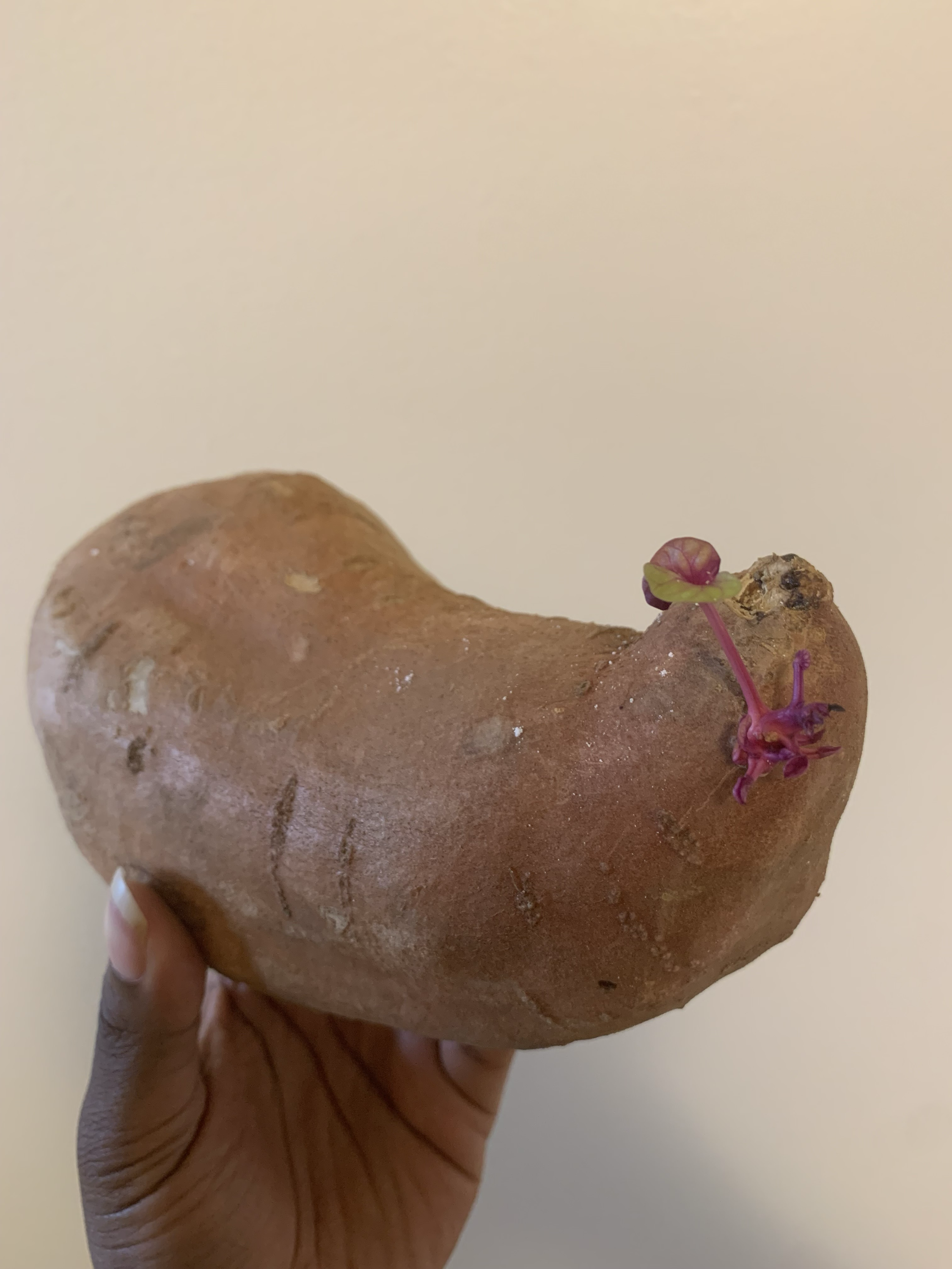 C is holding a sweet potato in front of a white background. The sweet potato is sprouting and there are two leaves growing out of it.