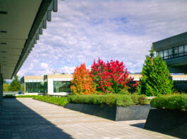 The outside of SFU’s academic quadrangle, with red and orange trees to the right of the walkway