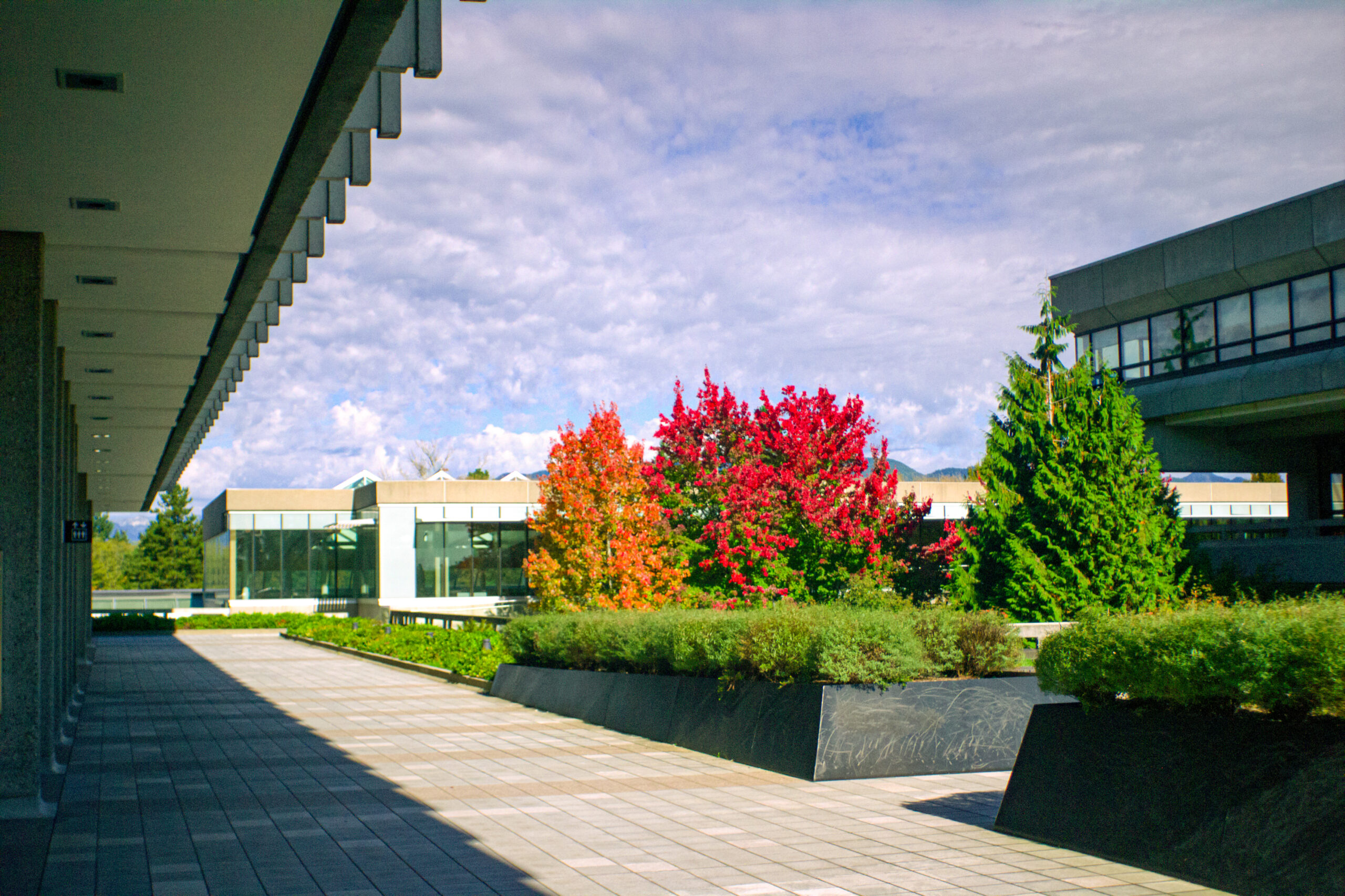 The outside of SFU’s academic quadrangle, with red and orange trees to the right of the walkway