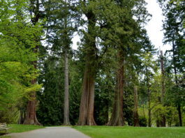 This is a photo of a few tall trees in Stanley Park.